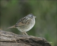 Lincolns-Sparrow;Sparrow;Texas;Southwest-USA;Bathing;Melospiza-lincolnii;one-ani